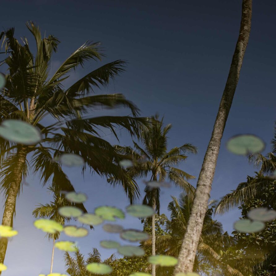 Wangi Felixe - Garden